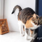 Фото №2 Ласковая трехцветная кошка Триша ищет добрую семью!