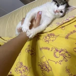 Фото №2 Котенок