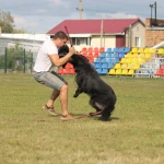 Фото №4 Дрессировка собак, хендлинг