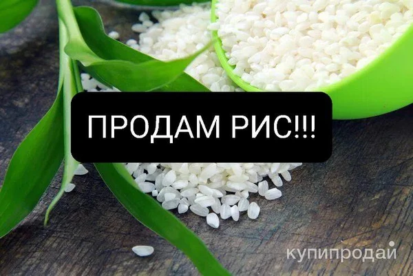 Фото ПРОДАМ Рис Краснодарский Шлифованный, Остаток 1000тонн. 65 000₽/тонна.