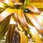 Фото №2 Макролинза JSR Close UP +10 (82 мм) Макрофильтр на объектив 82 мм