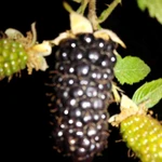 Фото №6 Саженцы плодовых растений