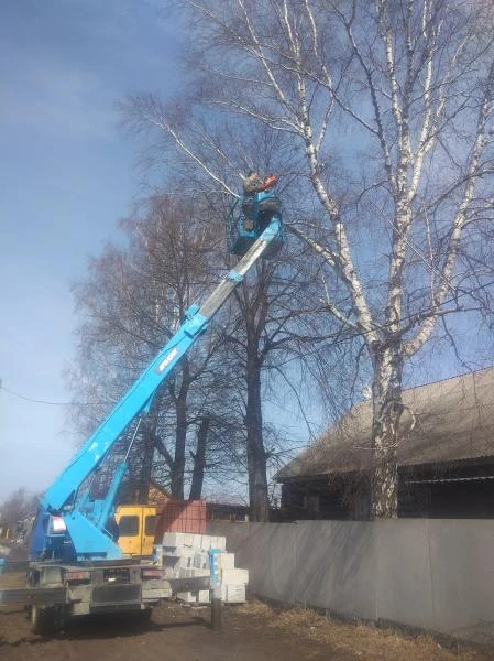 Фото Спил деревьев 