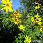 Фото №7 продам Топинамбур этого года не только для диабетиков и беременных ))