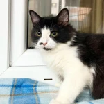 Фото №9 Пушистый котёнок Нафаня в добрые руки