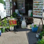 Фото №3 Саженцы плодовых и декоративных культур