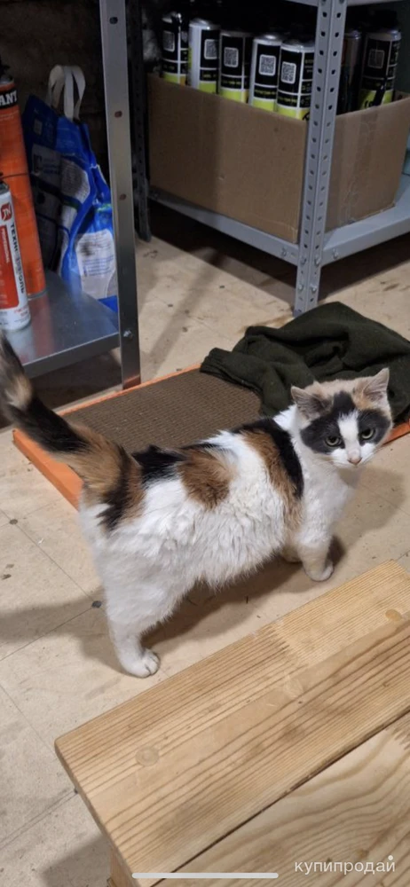 Фото Котенок в добрые руки