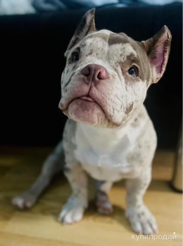 Фото Американский булли экзот