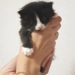 Фото №2 Котята в добрые руки