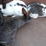 Фото №2 Взрослый кролик