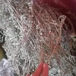 Фото №5 Горец Птичий. Цена за 100 грамм.