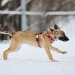 фото Активная и дружелюбная щенок-девочка Лада в добрые руки