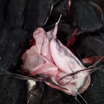 Фото №4 Сом клариевый