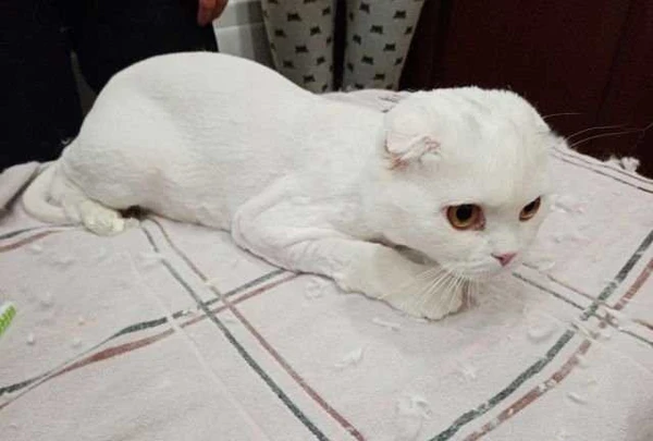 Фото Стрижка кошек и собак