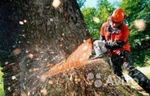 фото Валка деревьев, распил, выкорчевание пней