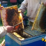 фото Пчелосемьи (среднерусская порода пчел) в Санкт-Петербурге 2026 г.