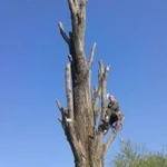 Фото №6 Спил деревьев