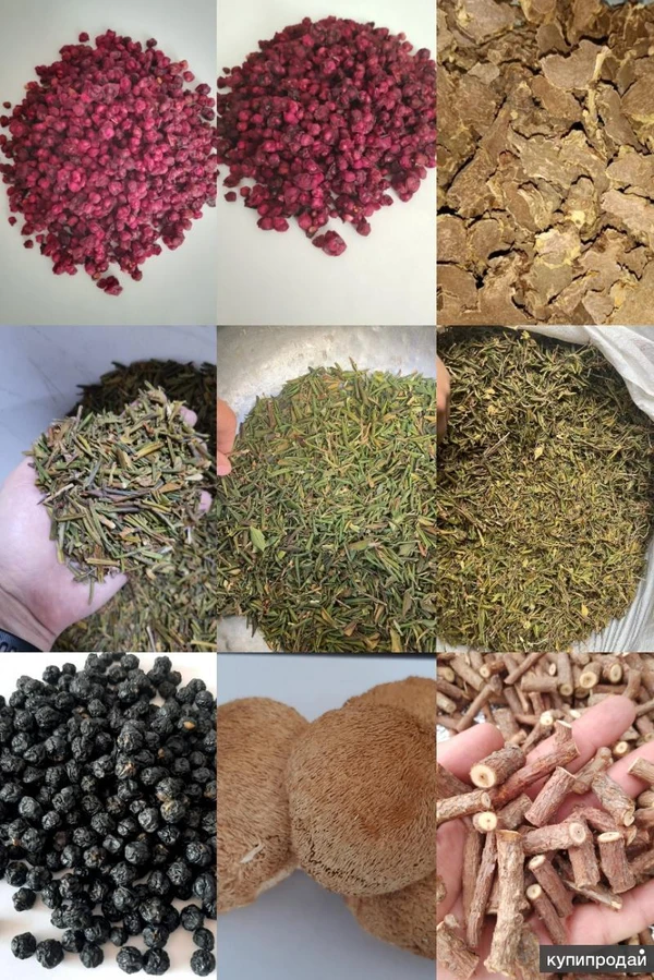 Фото Продам, ягоду лимонника, лоза лимонника, радиола розовая, саган-дойля