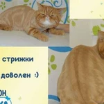 Стрижка, вычес кошек, антицарапки Девяткино Мурино