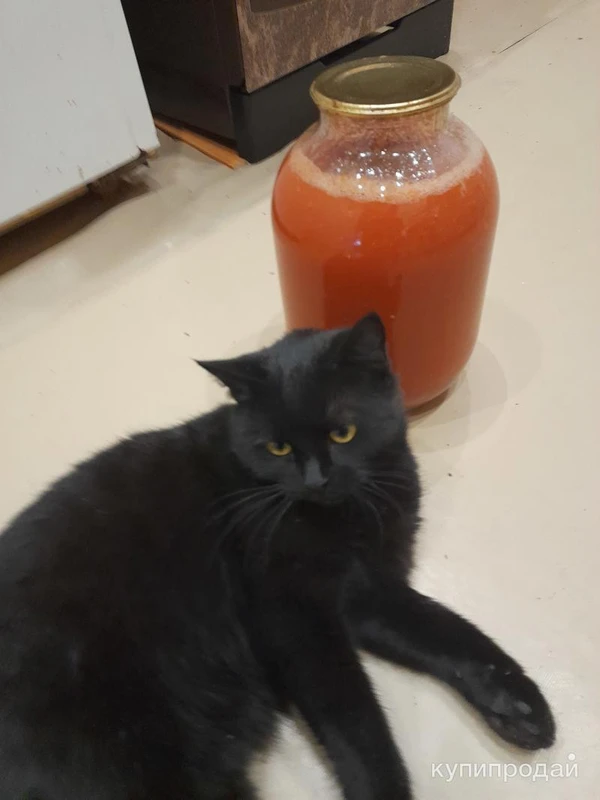 Фото Мышеловка