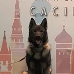 Фото №2 Элитные щенки ВЕО