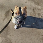 Фото №2 Дрессировка, передержка