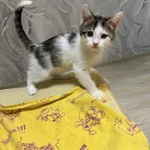 Фото №3 Котенок