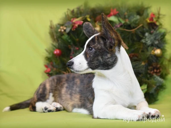 Фото Вельш корги Кардиган - девочка