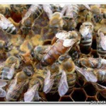 Пчелопакеты пчелы Санкт-Петербург