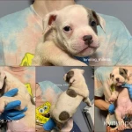 Фото №7 Американский булли, щенки xl, стандарт, классик