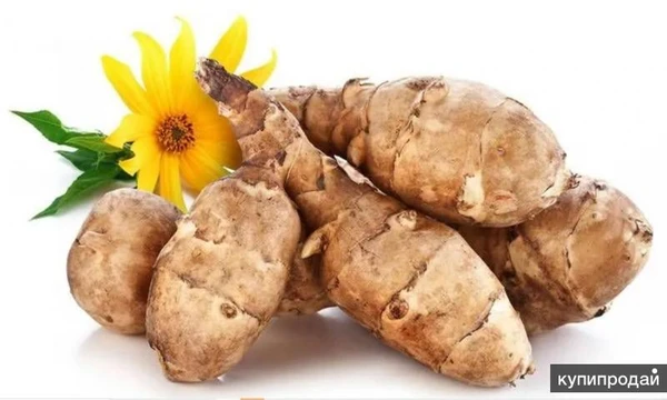 Фото продам Топинамбур этого года не только для диабетиков и беременных ))