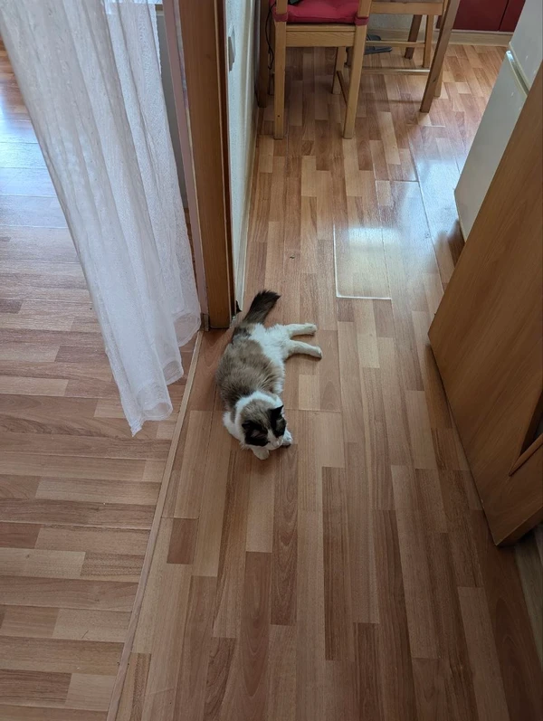 Фото Передержка кошек/котов