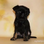 Фото №3 Бельгийские гриффоны