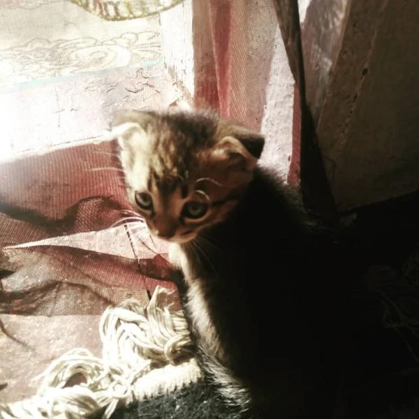 Фото Котята
