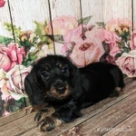 Фото №2 Такса жесткошерстная