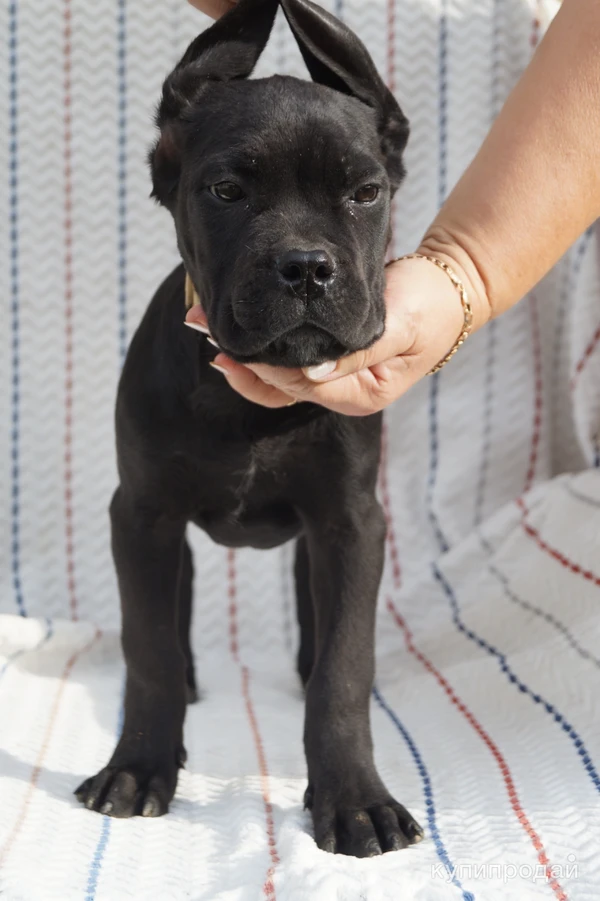 Фото Щенки кане корсо с документами РКФ