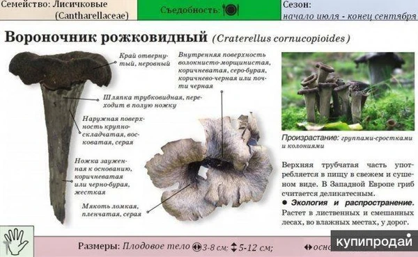 Фото Чёрная лисичка(Вороночник рожковидный)