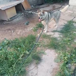 Фото №9 Отдам щенков в добрые руки 2мес