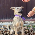 Фото №8 Очаровательная малышка метис