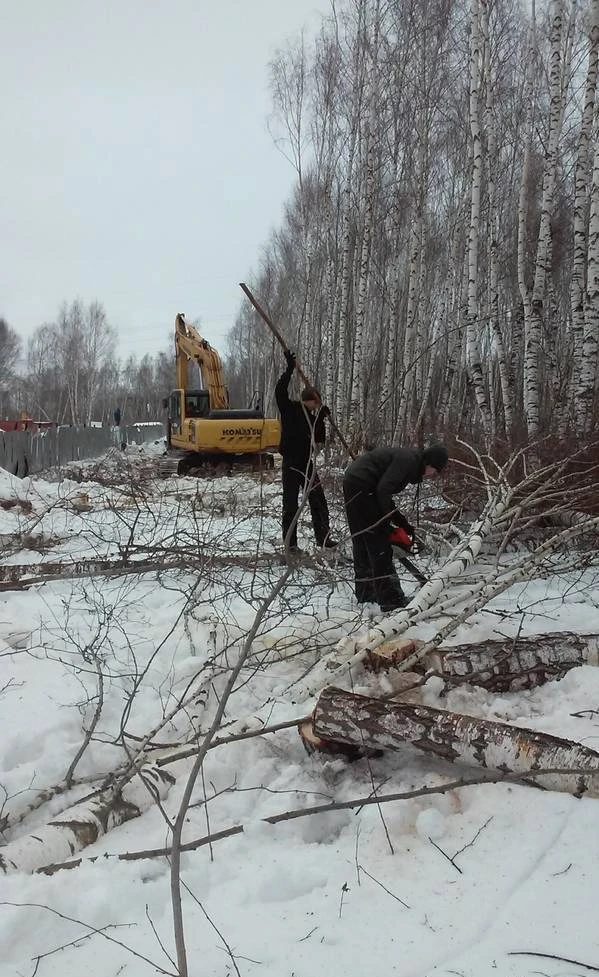 Фото Вырубка леса под строительство