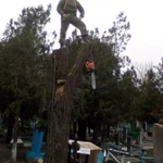 Фото №3 СпилАварийныхДеревьев