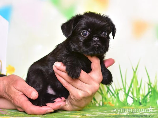 Фото Бельгийский Гриффон Мальчик готов к переезду