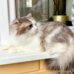 Фото №3 Мелисса – пушистая кошечка в дар заботливым хозяевам