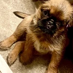 Фото №5 Продам щенка