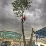 Фото №9 Спилить дерево.Удаление деревьев.Арбористика