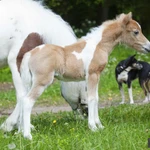 Фото №11 Продажа пони. Пони-ферма