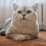 Фото №3 Вязка с котиком-милашкой