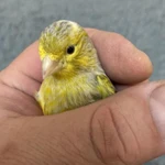 Фото №2 Канарейка