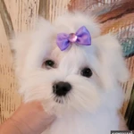 Фото №4 Мальтезе. Щенки Мальтийской болонки. РКФ