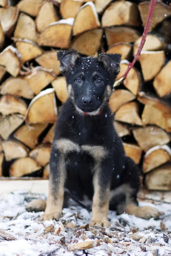 Фото щенки немецкой овчарки